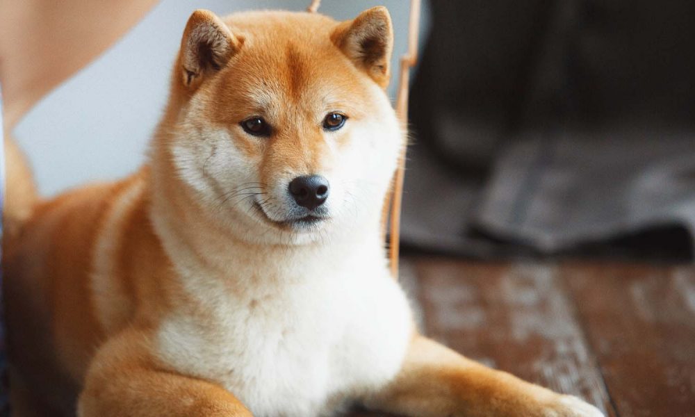 what is shiba inu coin your ultimate guide currencycom on where to buy shiba inu coin canada