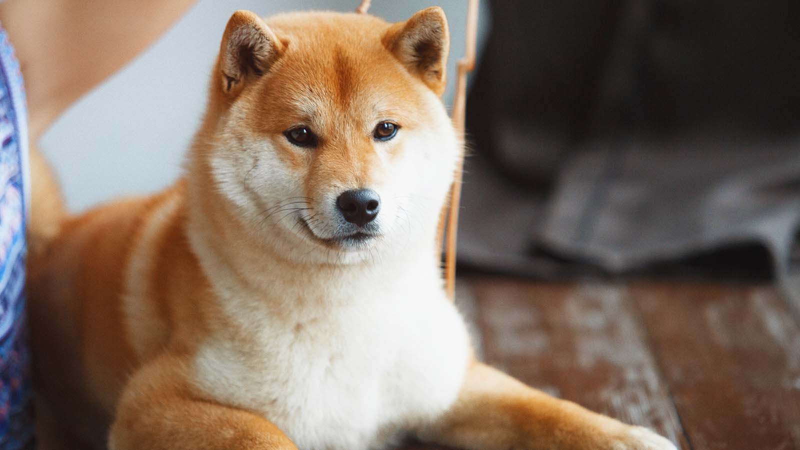 Dogecoin vs SHIB coin is here