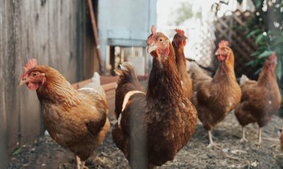 Free chickens are being given to vaccinated residents in one Indonesian village.