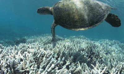 Ocean life faces mass extinction