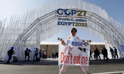 cop27 egypt