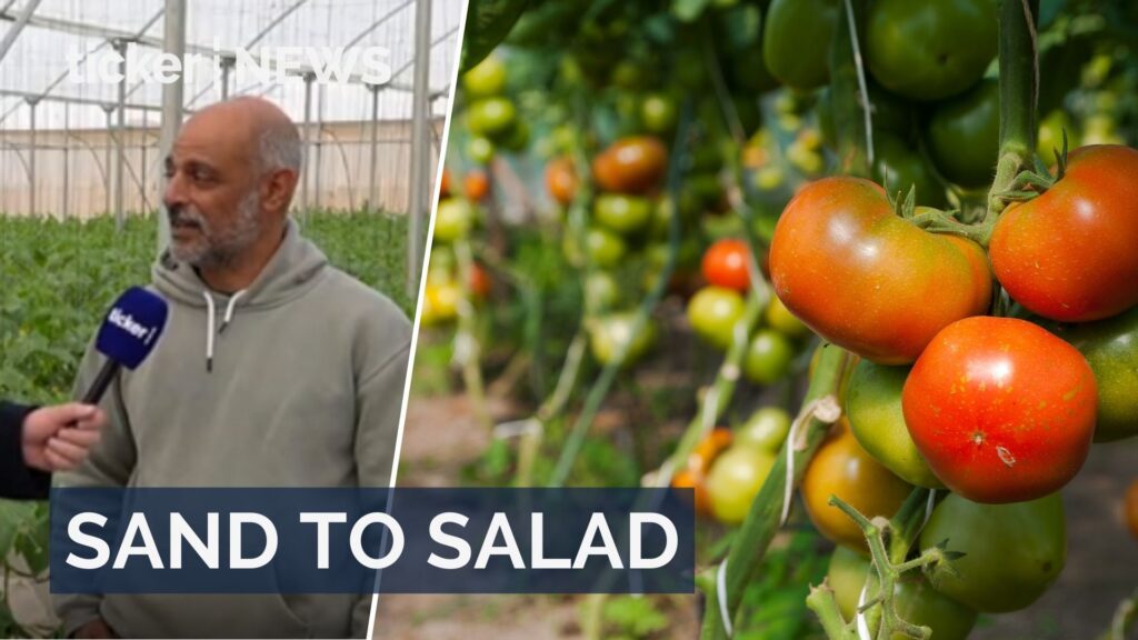 Yosef Farm pioneers organic farming in Israel's desert, showcasing advanced techniques to cultivate crops in harsh conditions